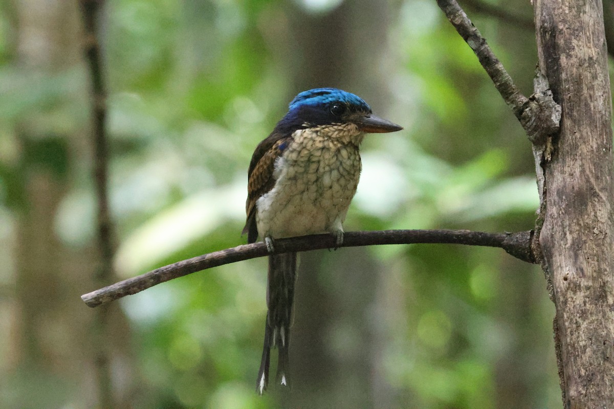 Common Paradise-Kingfisher - ML644120886