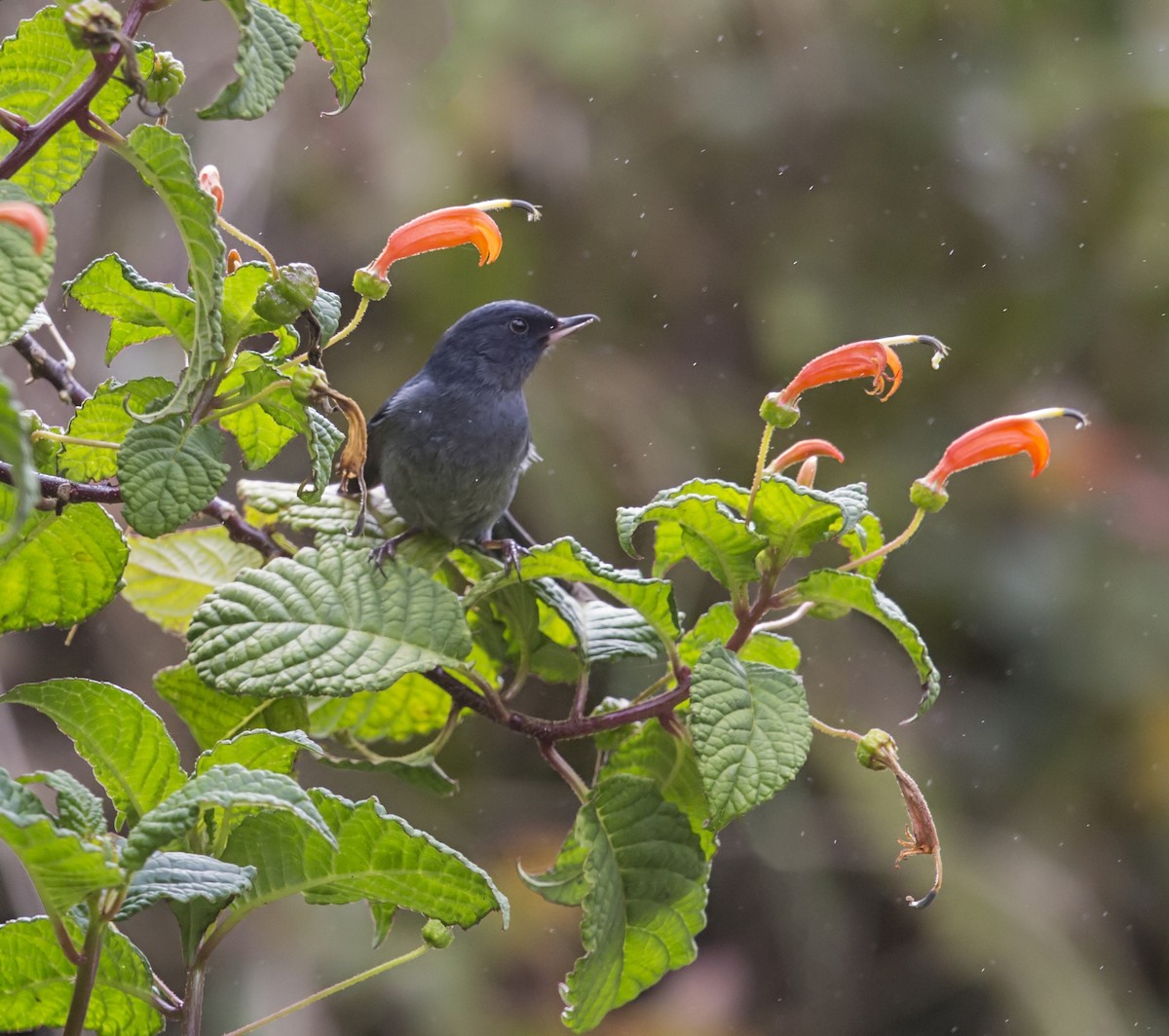 Slaty Flowerpiercer - ML644120895