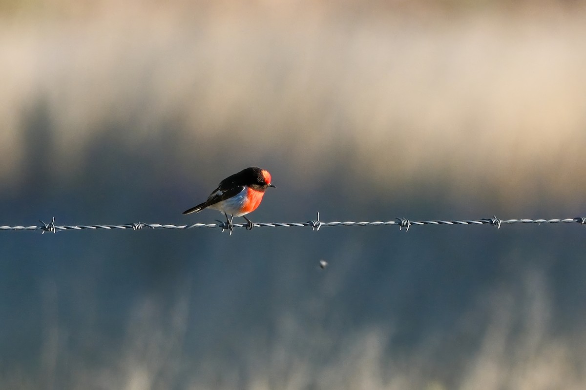 Red-capped Robin - ML644120901