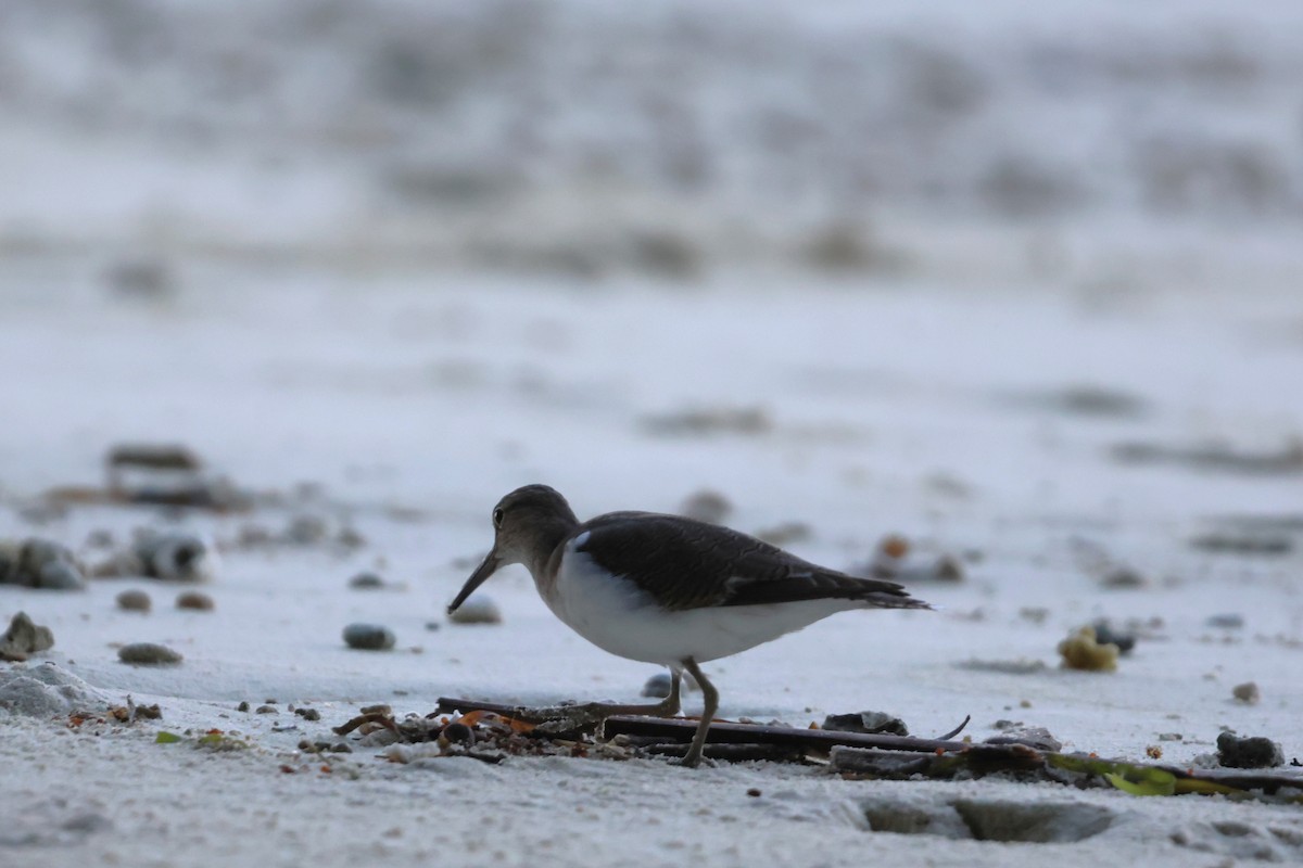 Common Sandpiper - ML644120903