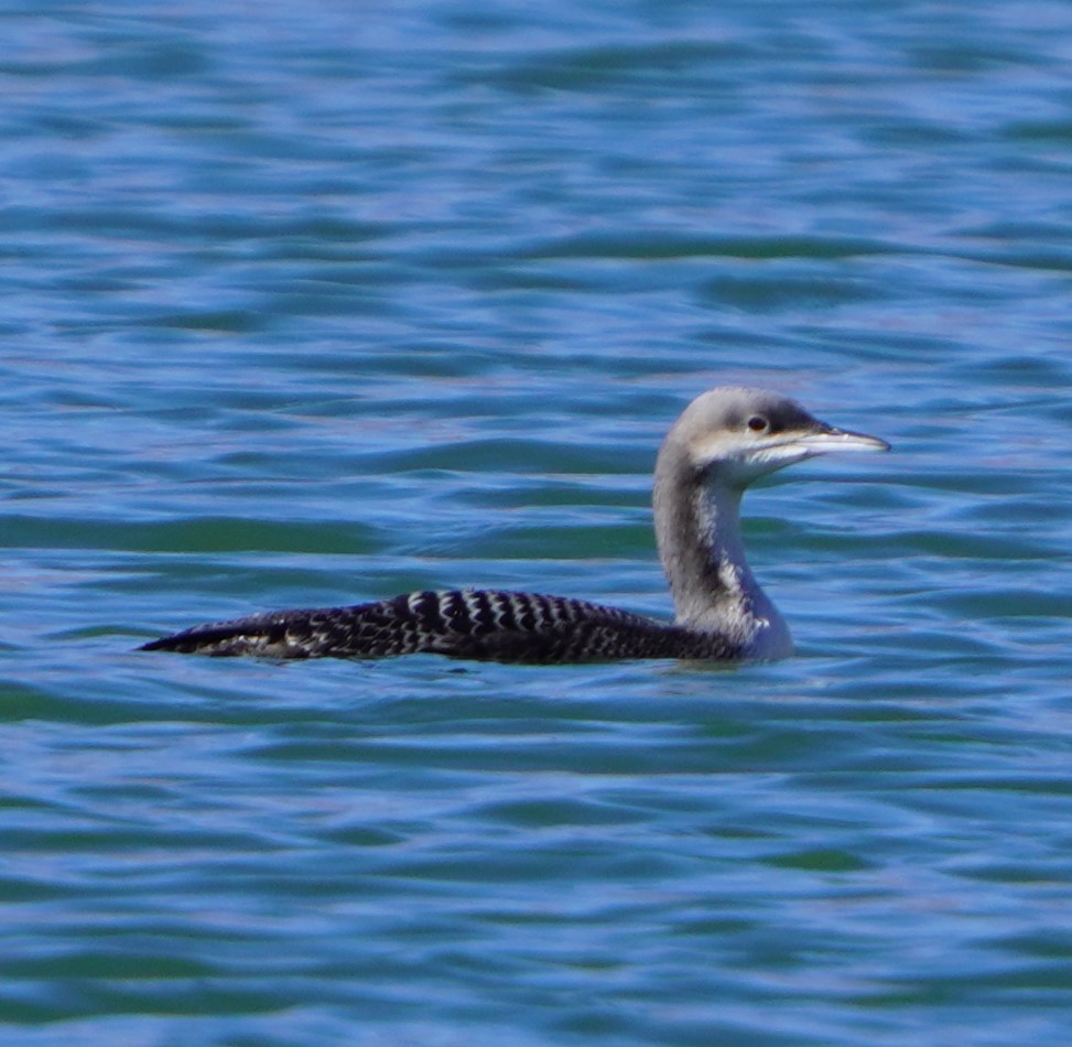 Pacific Loon - ML644120919