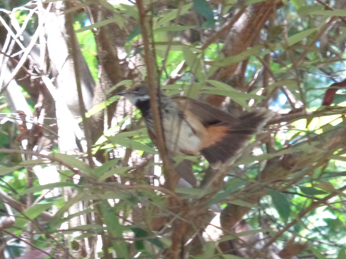 Australian Rufous Fantail - ML644120920