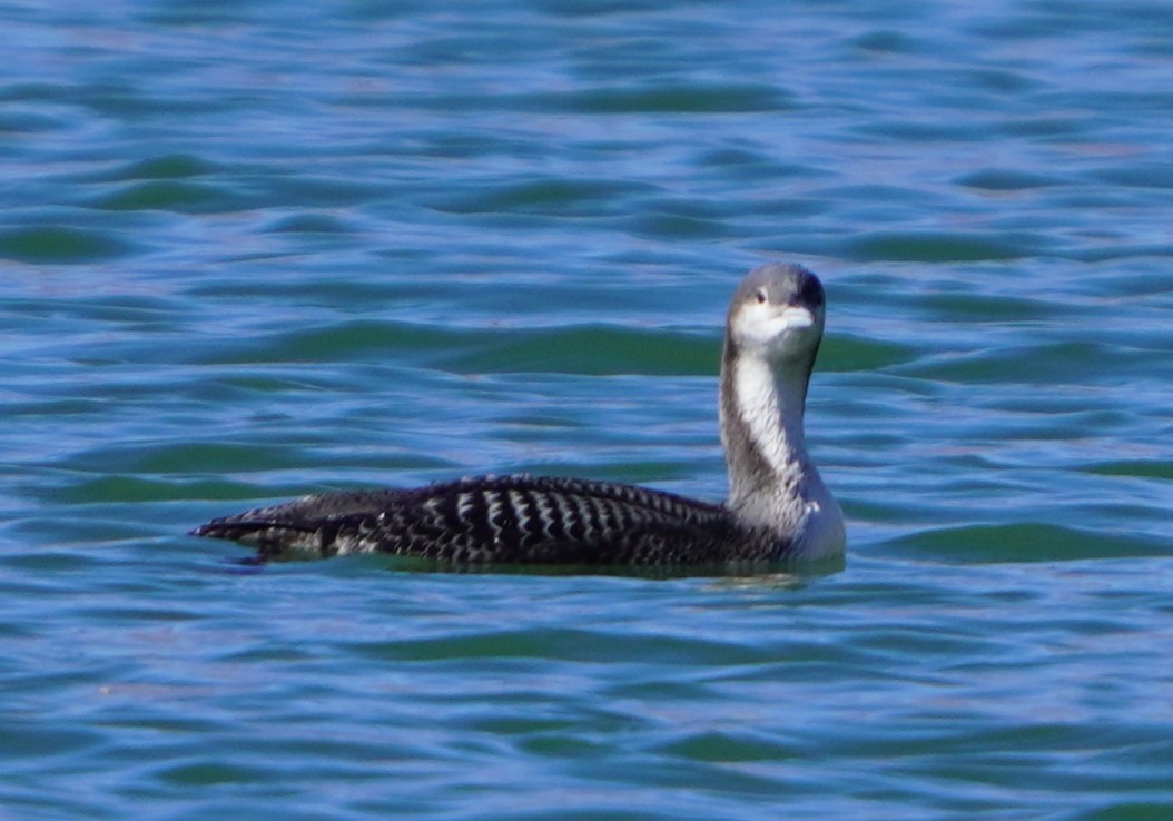 Pacific Loon - ML644120933