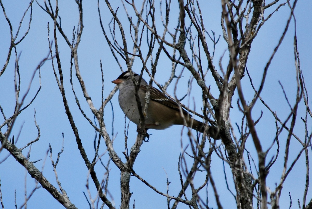 White-crowned Sparrow - ML644120936