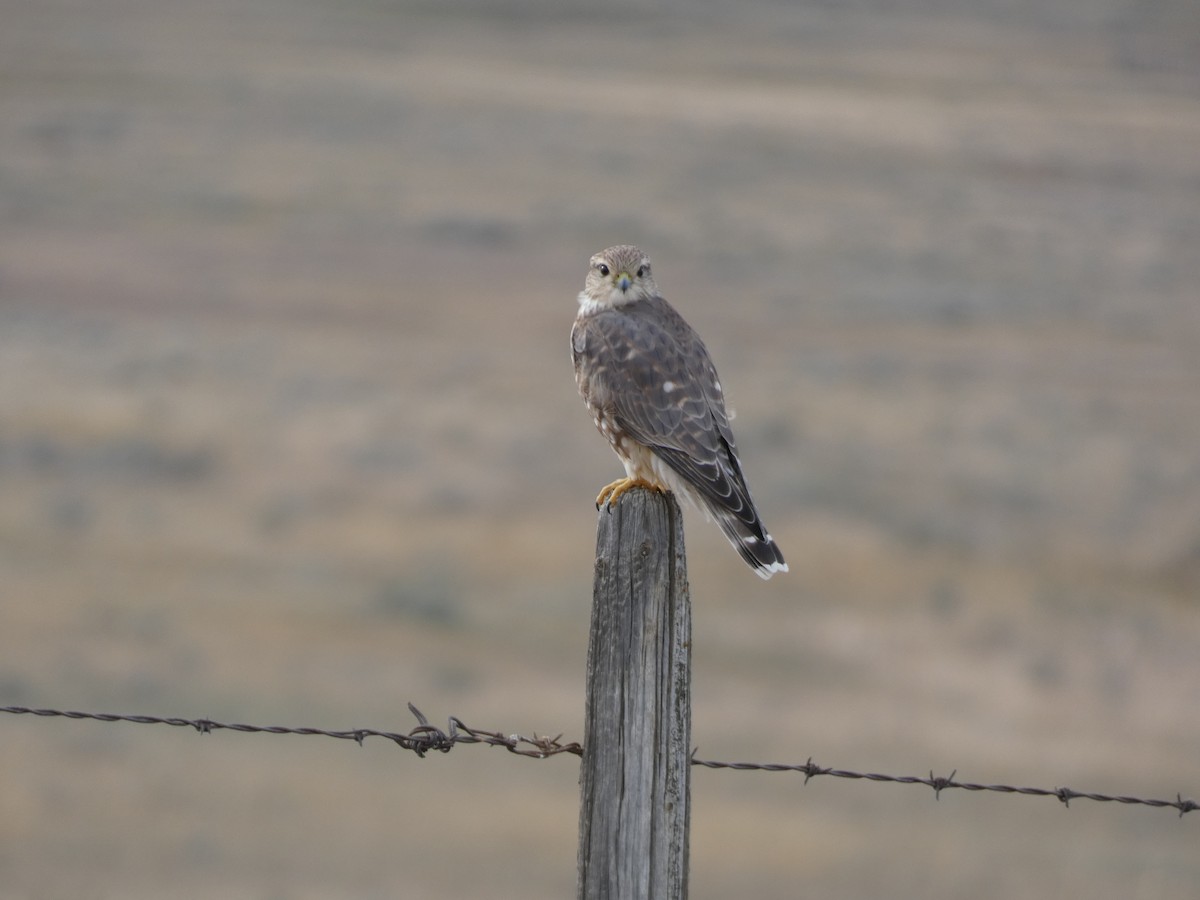 Merlin (Prairie) - ML644120955