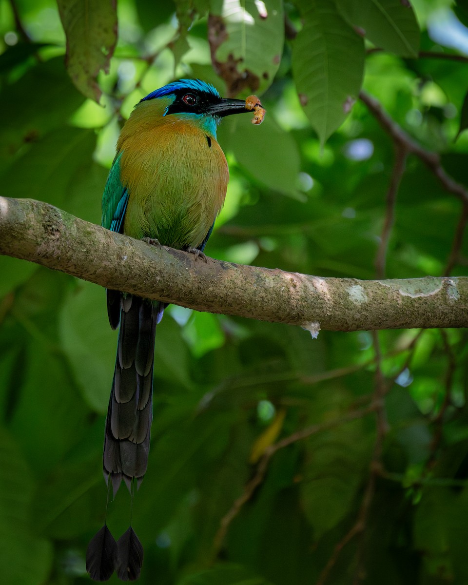 Lesson's Motmot - ML644120972