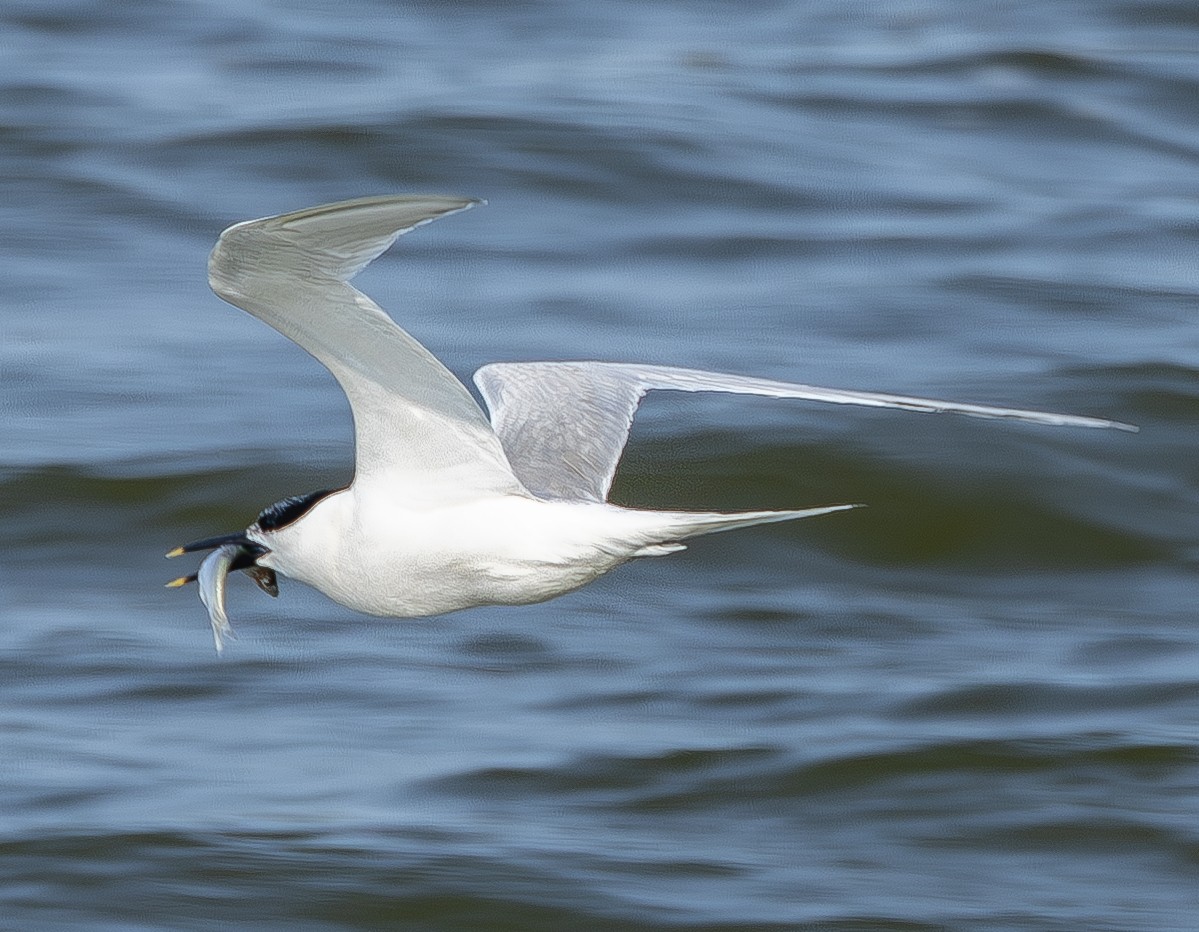 Sandwich Tern (Eurasian) - ML644120975