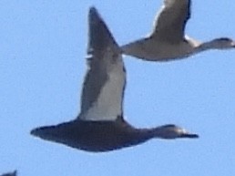 American Black Duck - ML644120985