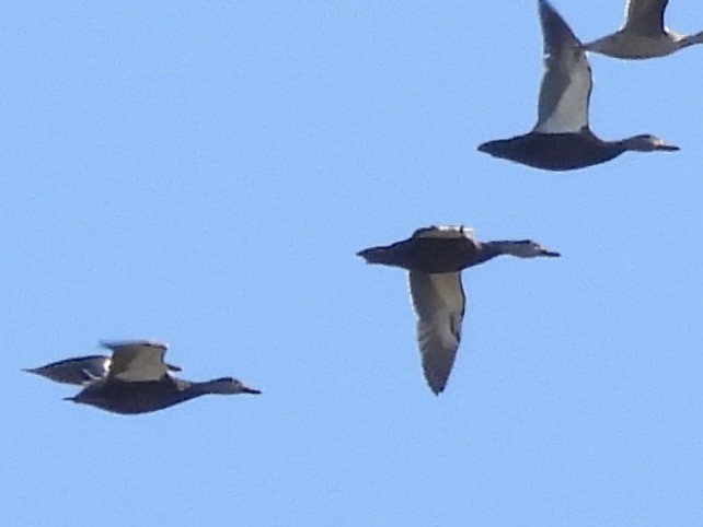 American Black Duck - ML644120986