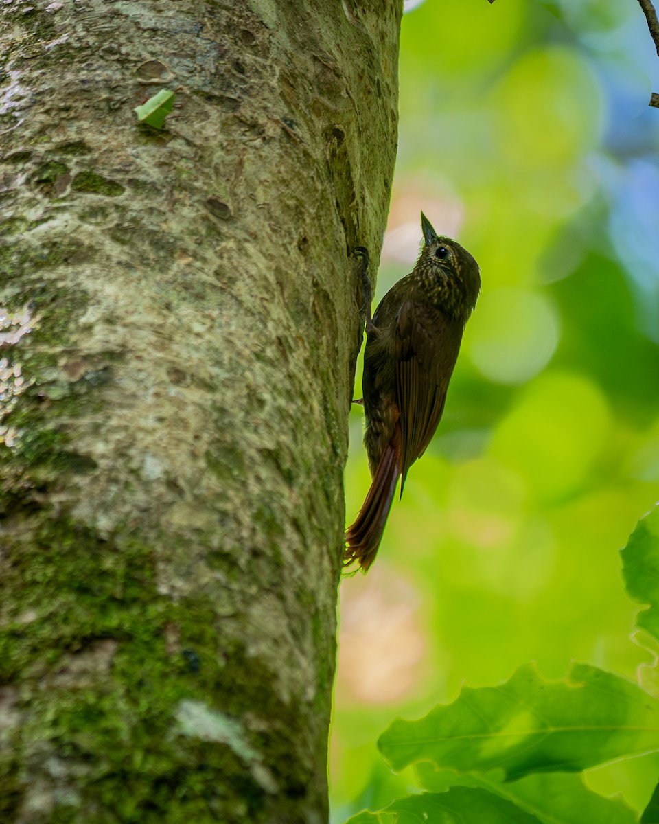 Wedge-billed Woodcreeper - ML644120990