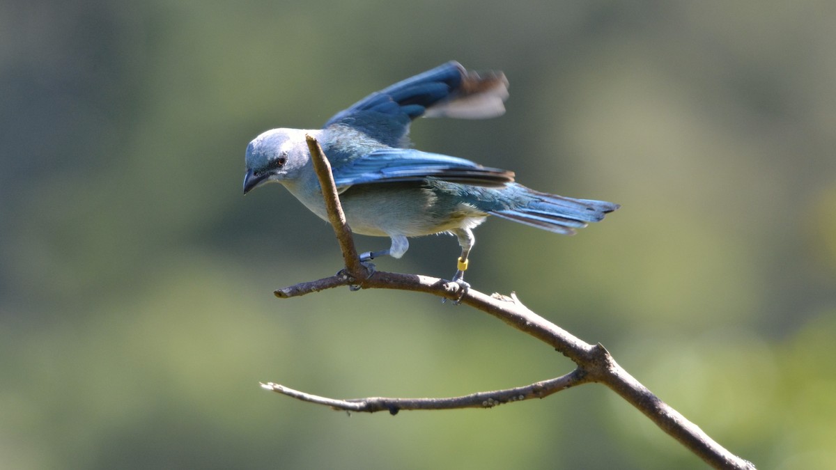 Azure-shouldered Tanager - ML644121002