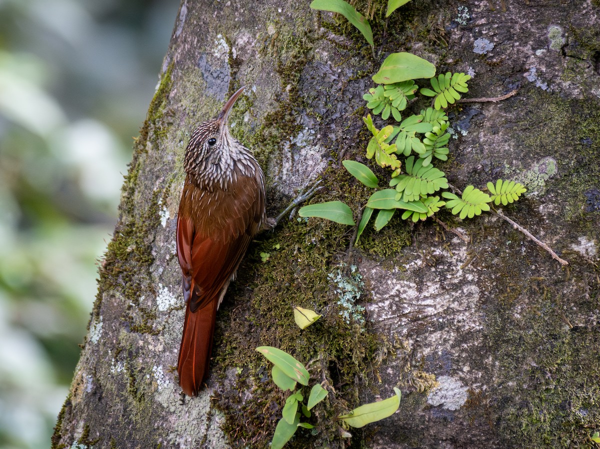 Streak-headed Woodcreeper - ML644121005