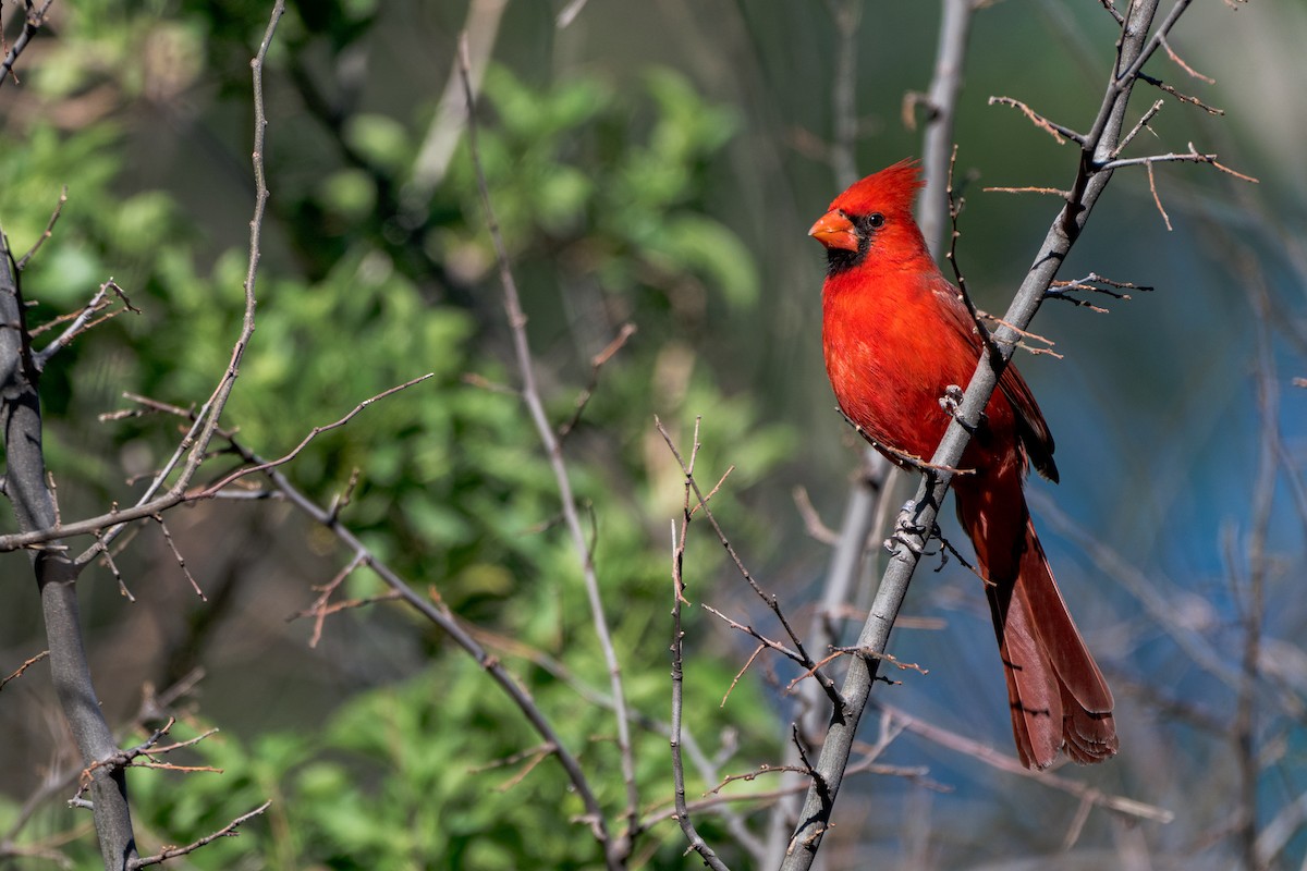 Northern Cardinal - ML644121011
