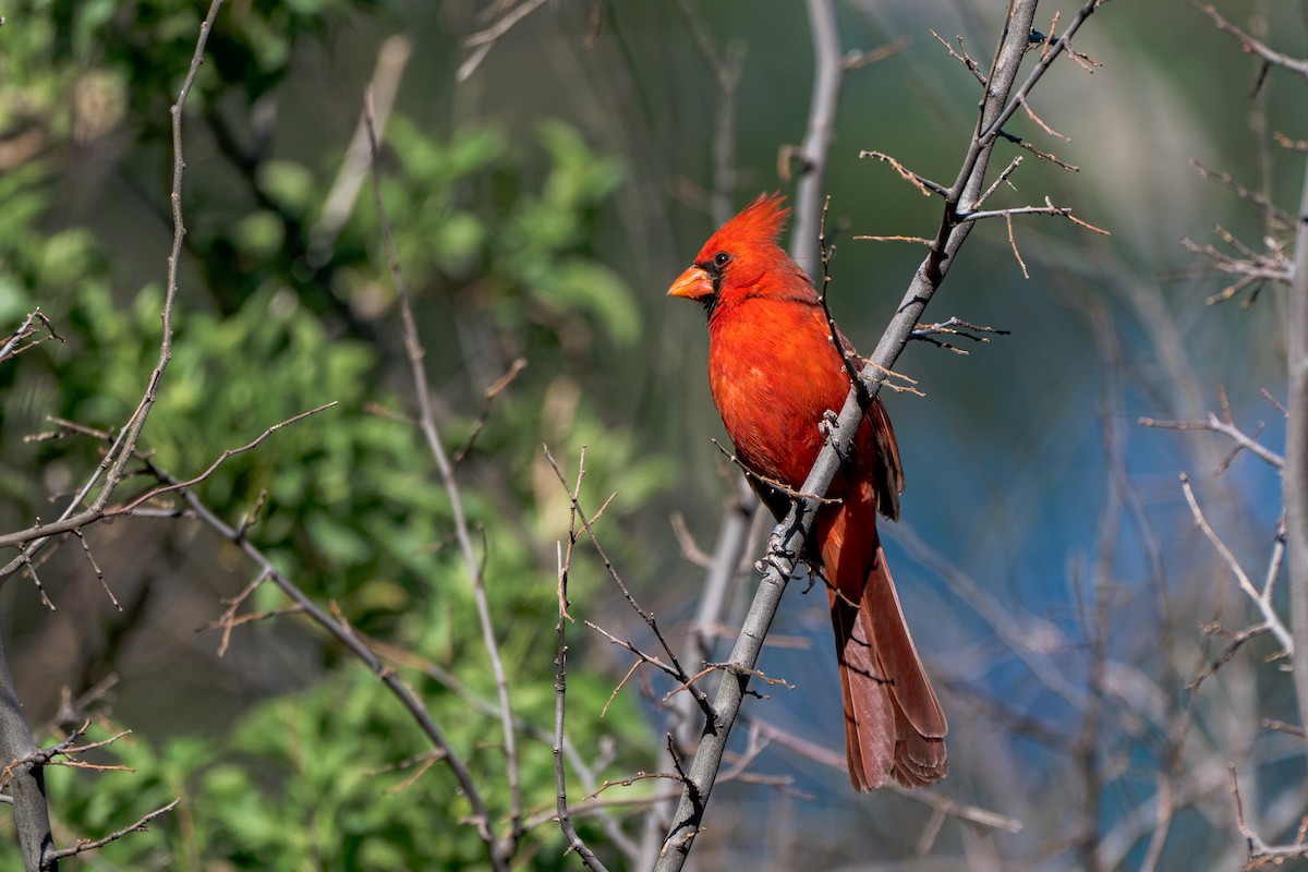 Northern Cardinal - ML644121012