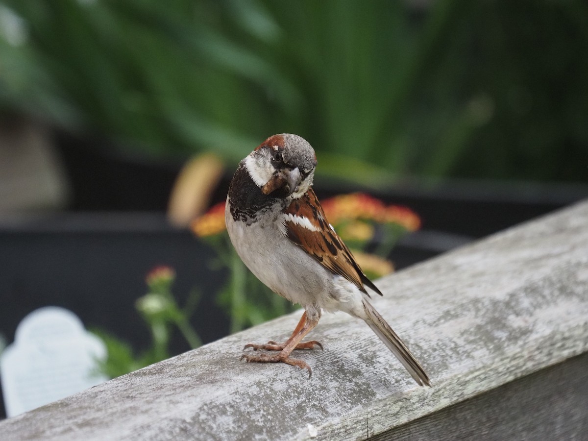 House Sparrow - ML644121013