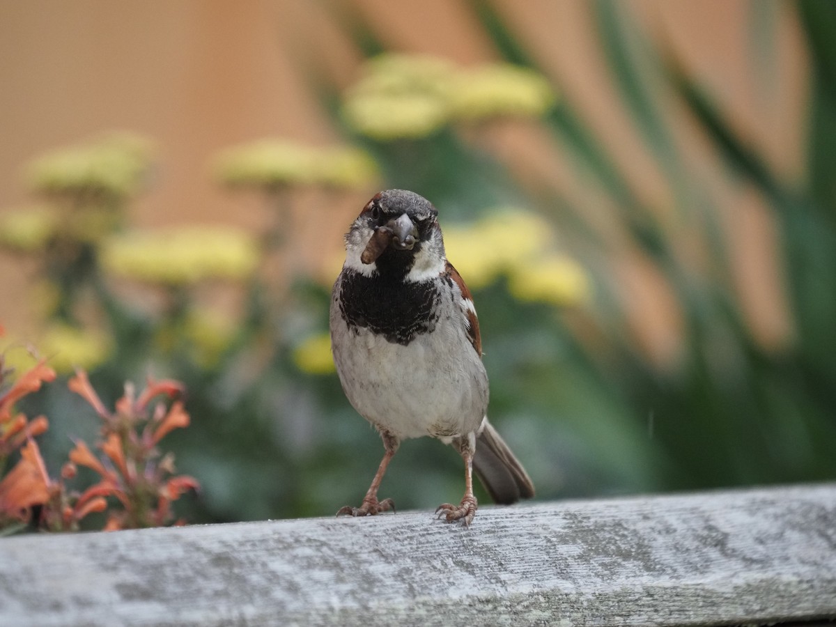 House Sparrow - ML644121014