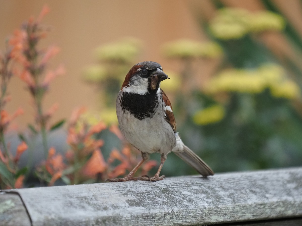 House Sparrow - ML644121015
