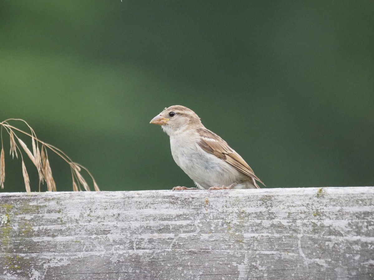 House Sparrow - ML644121016