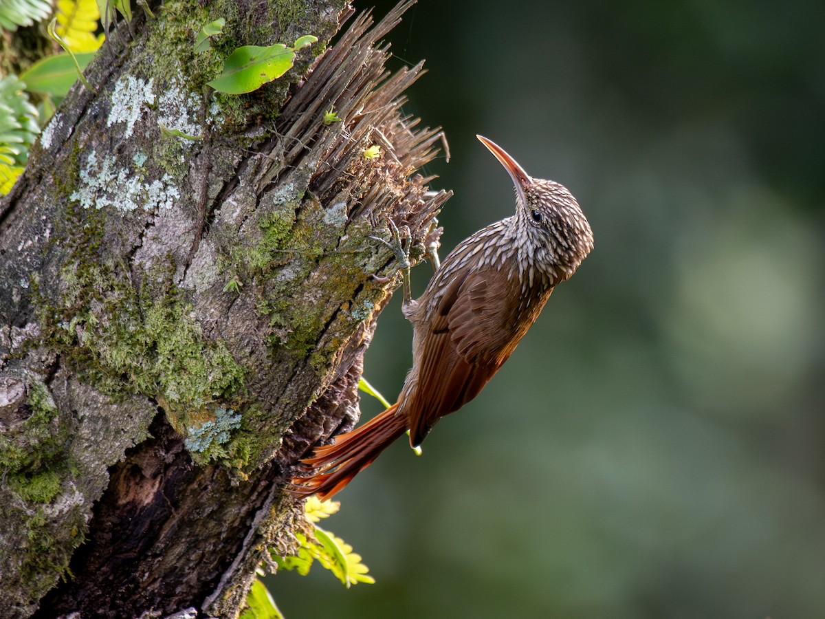 Streak-headed Woodcreeper - ML644121039