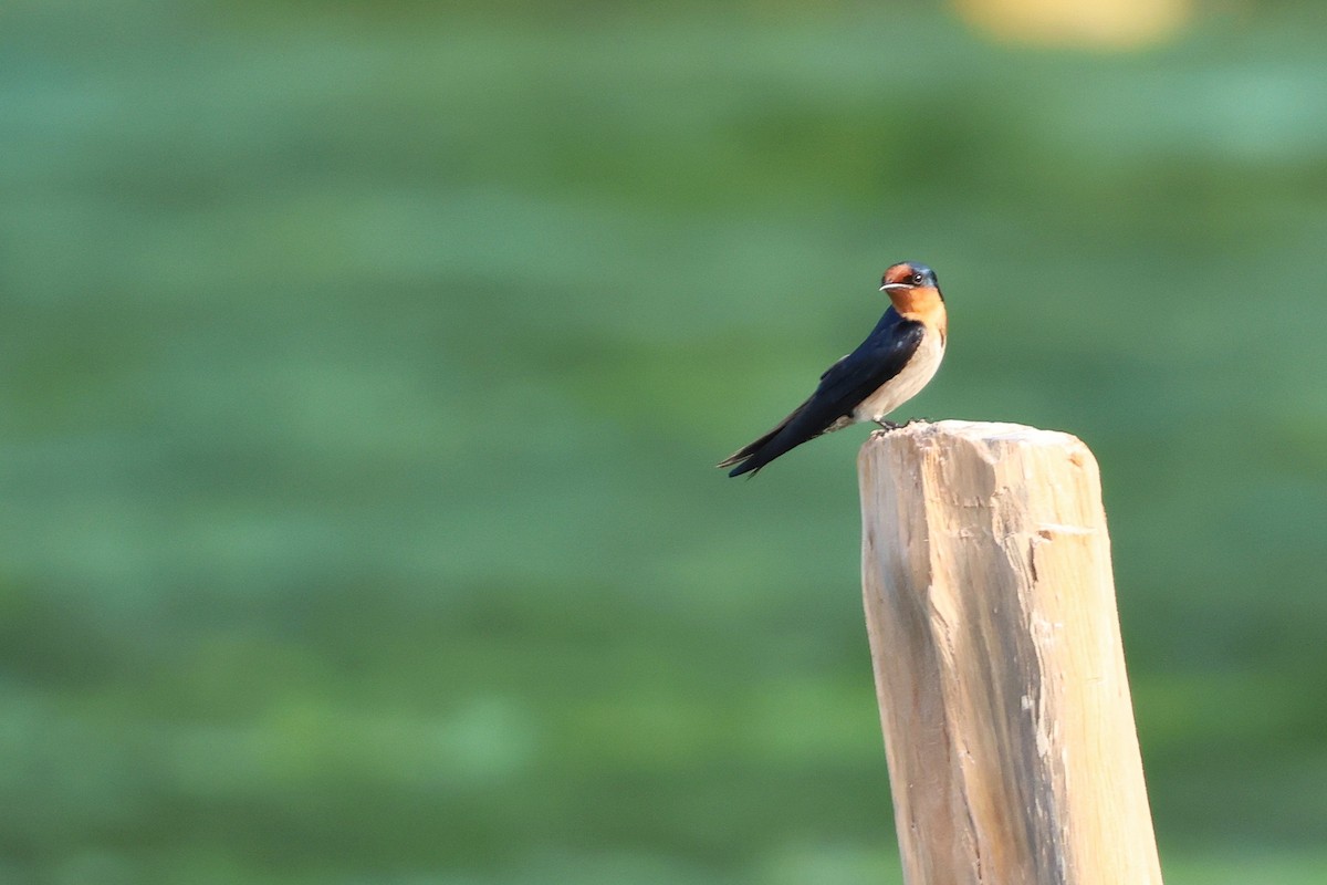 Pacific Swallow - ML644121042