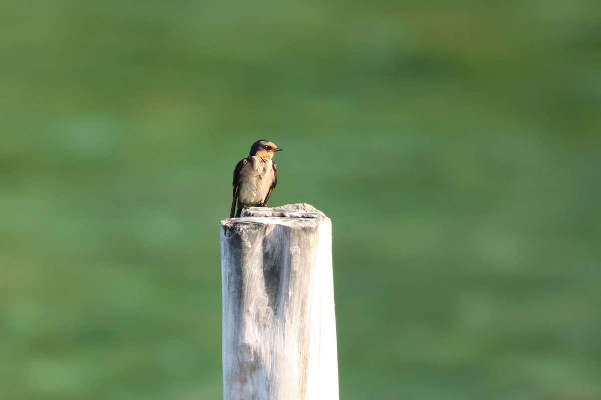 Pacific Swallow - ML644121043