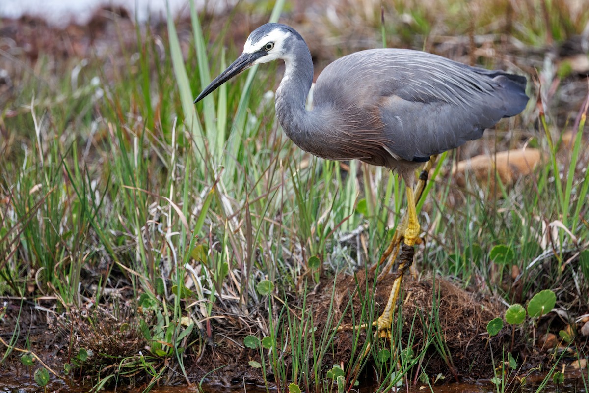 白臉鷺 - ML644121052