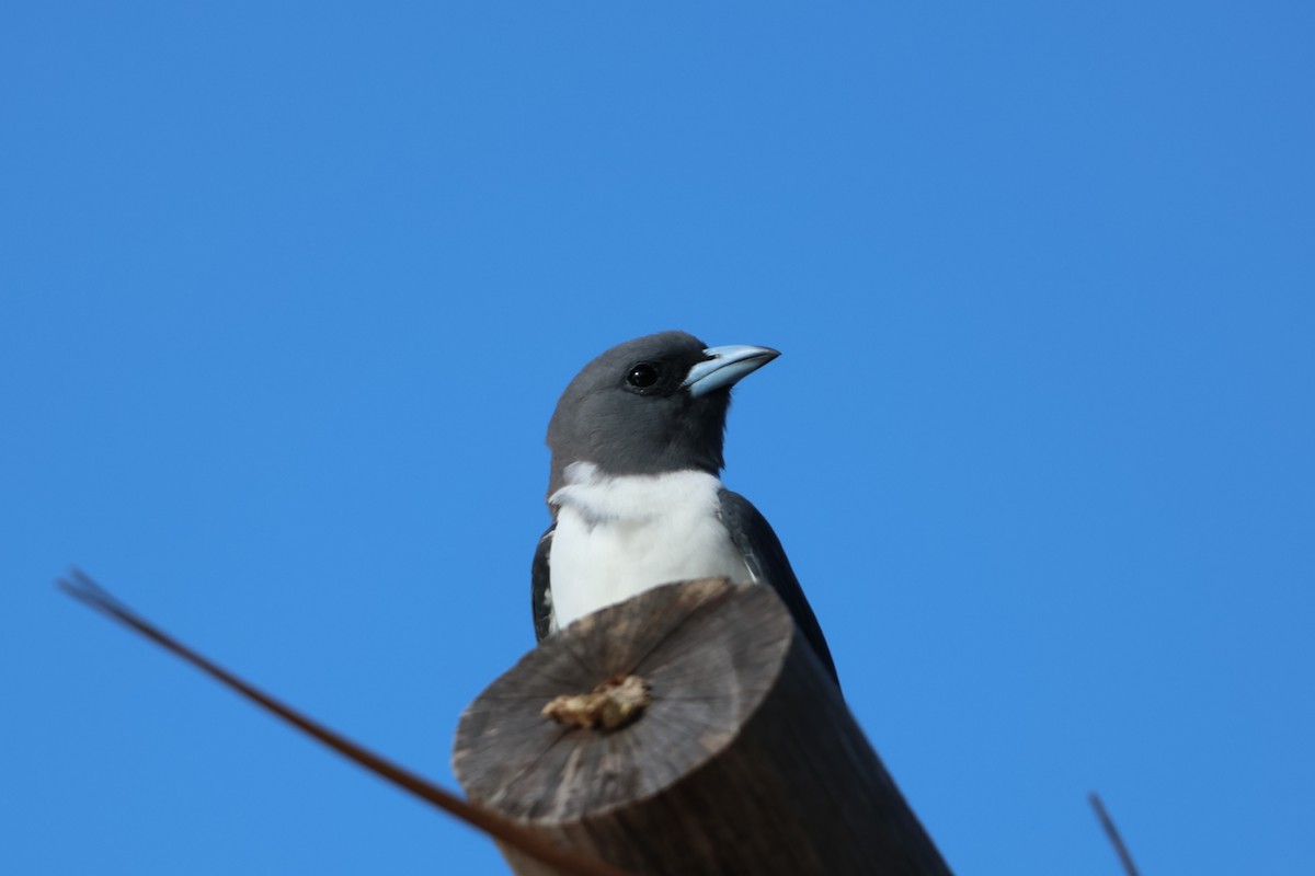 White-breasted Woodswallow - ML644121053