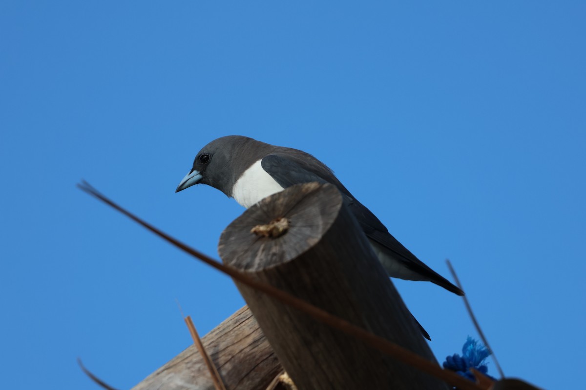 White-breasted Woodswallow - ML644121054