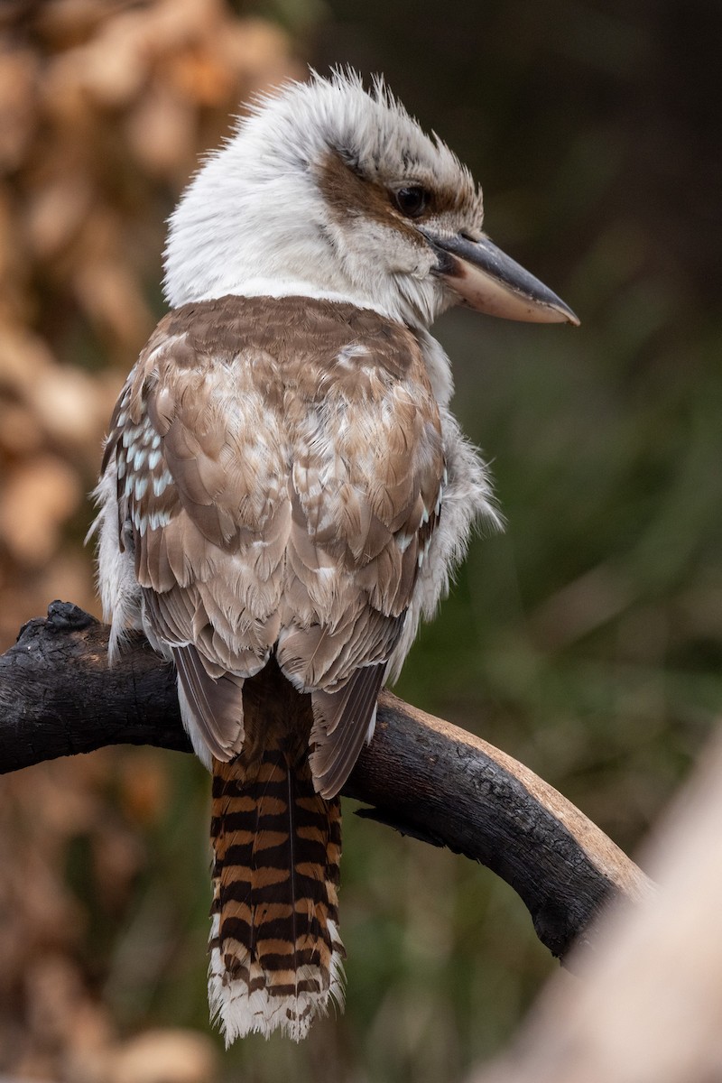 Laughing Kookaburra - ML644121062