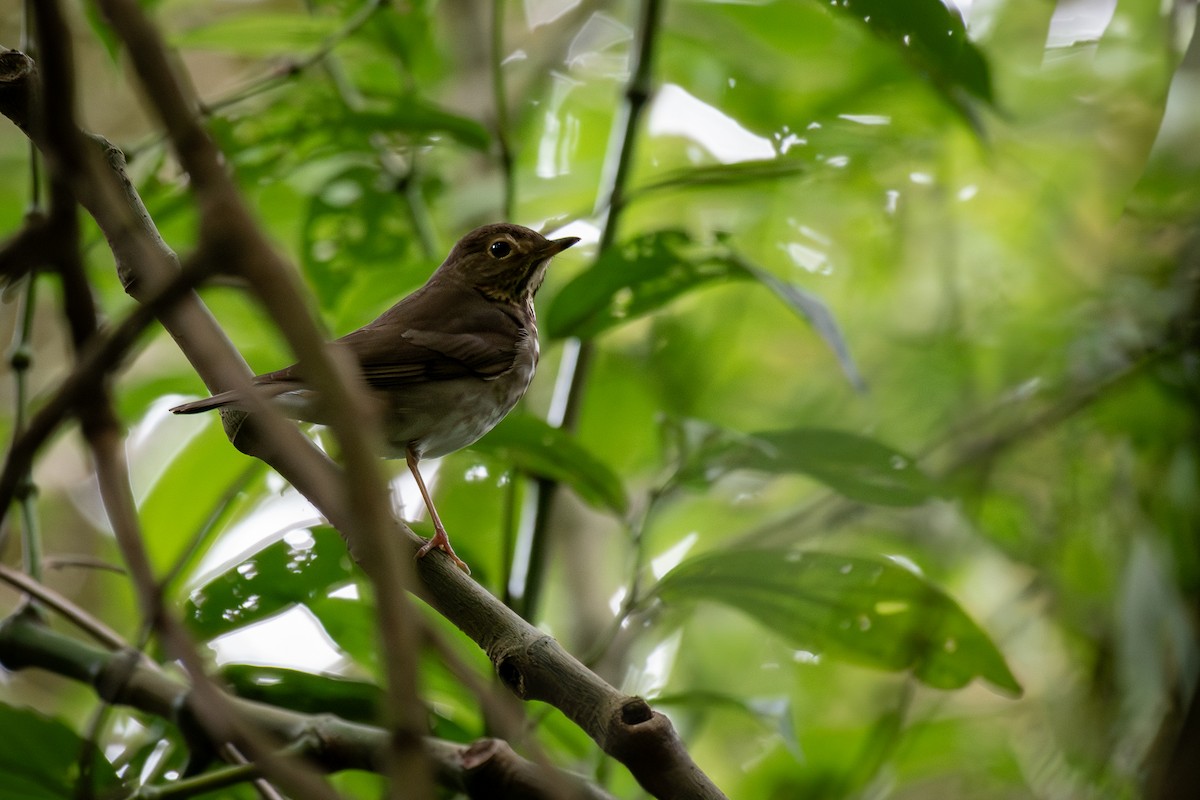 drozd západní - ML644121068