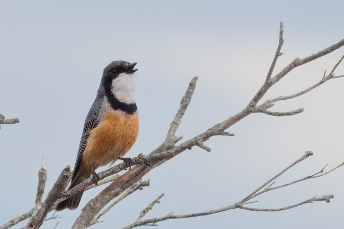 Rufous Whistler - ML644121069