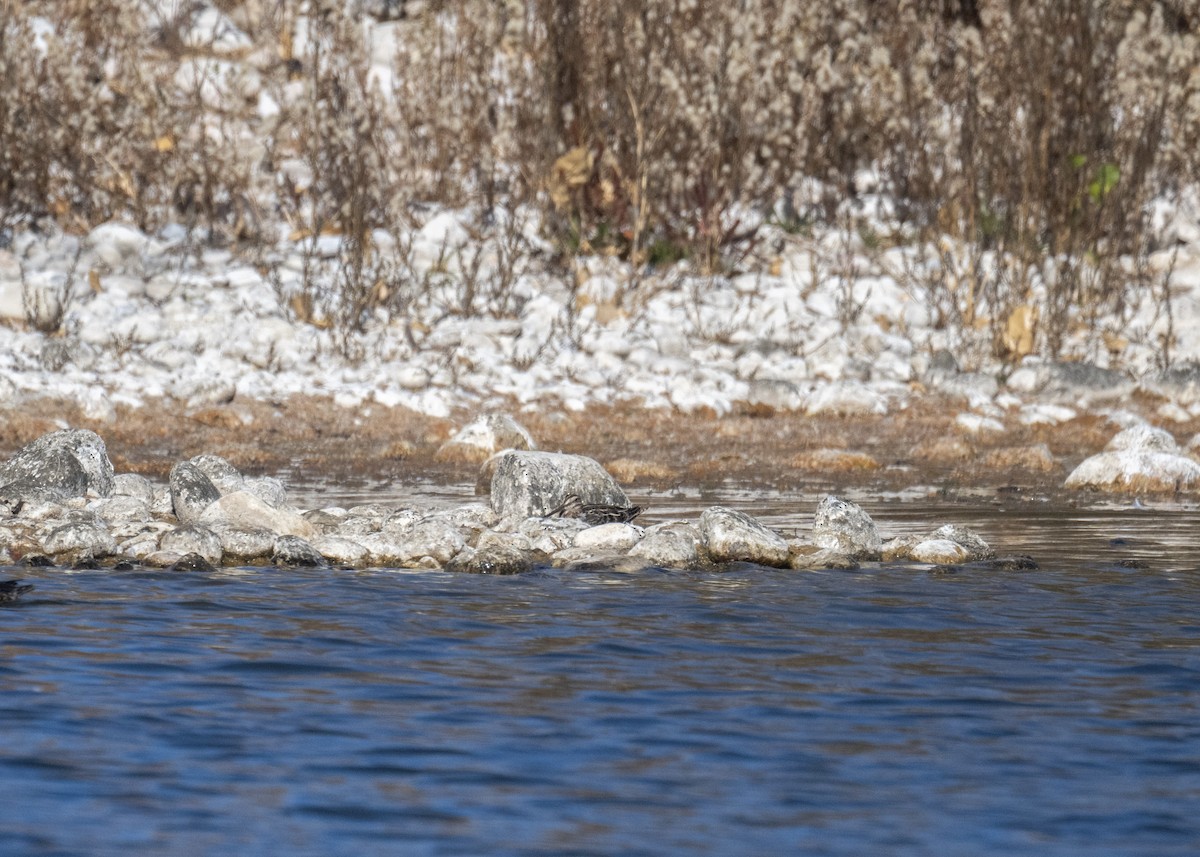 Wilson's Snipe - ML644121070