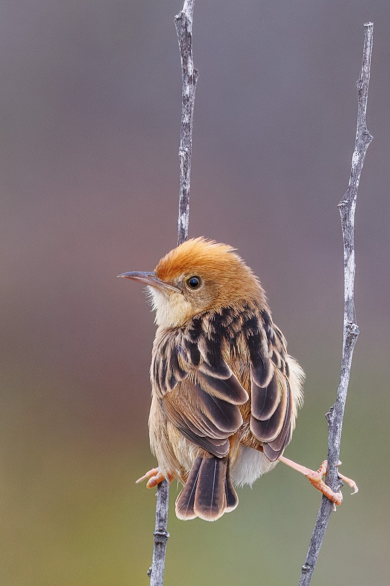 黃頭扇尾鶯 - ML644121073