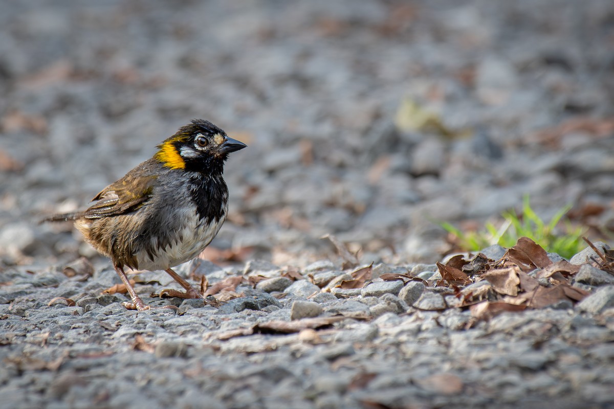 White-eared Ground-Sparrow - ML644121081