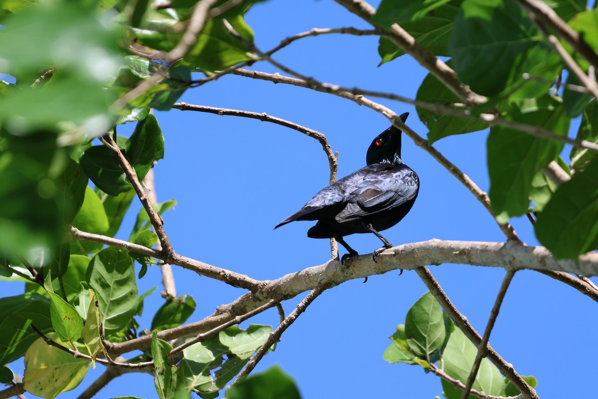 Singing Starling - ML644121083