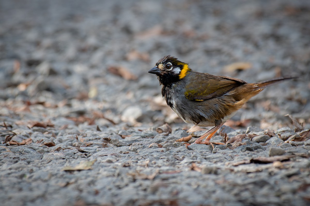 White-eared Ground-Sparrow - ML644121086