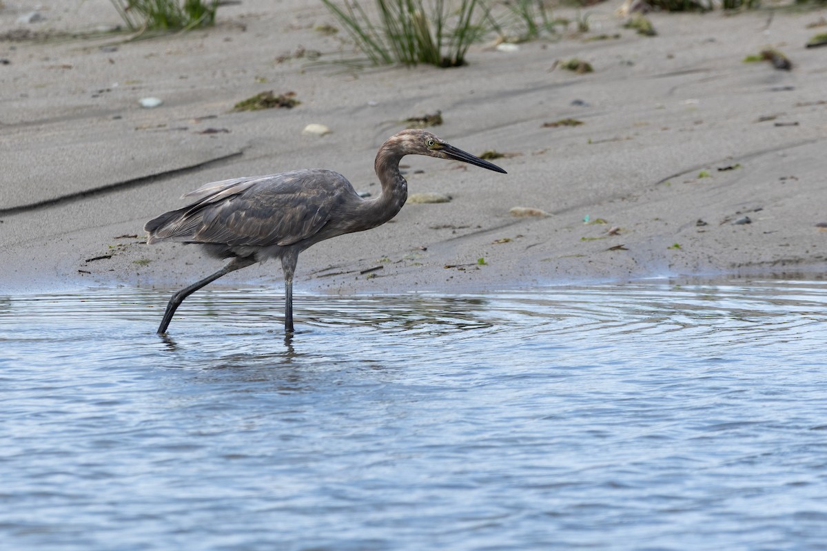 Reddish Egret - ML644121106