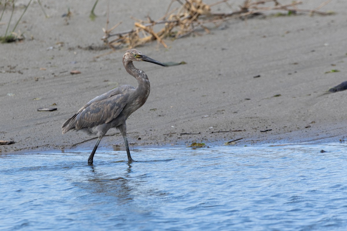 Reddish Egret - ML644121107