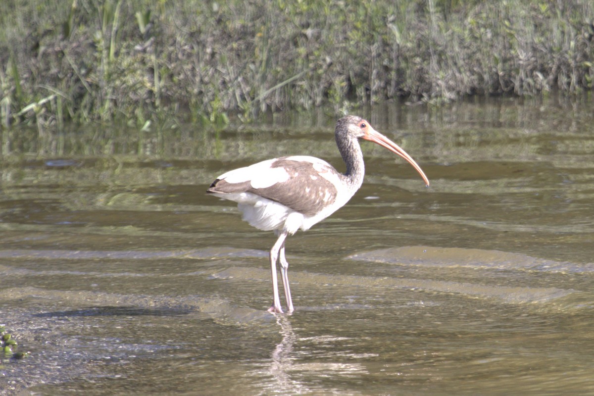 White Ibis - ML644121113
