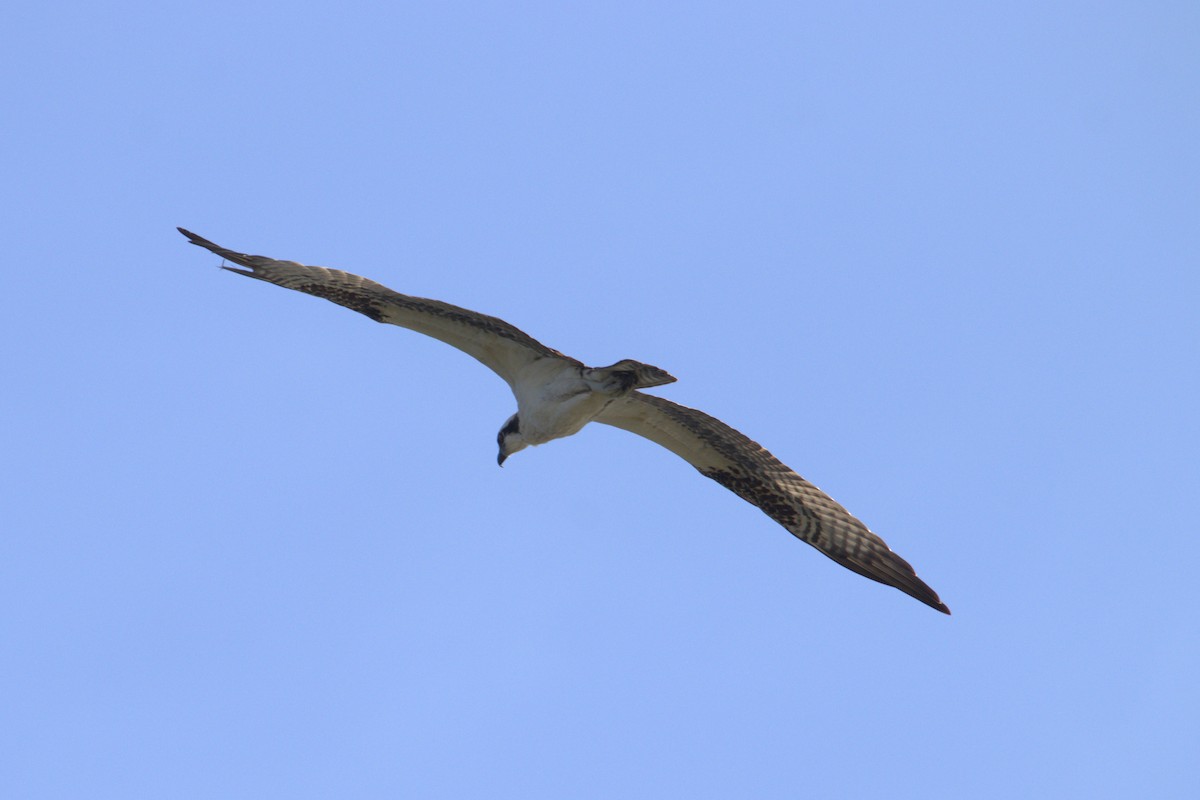 Osprey - ML644121122