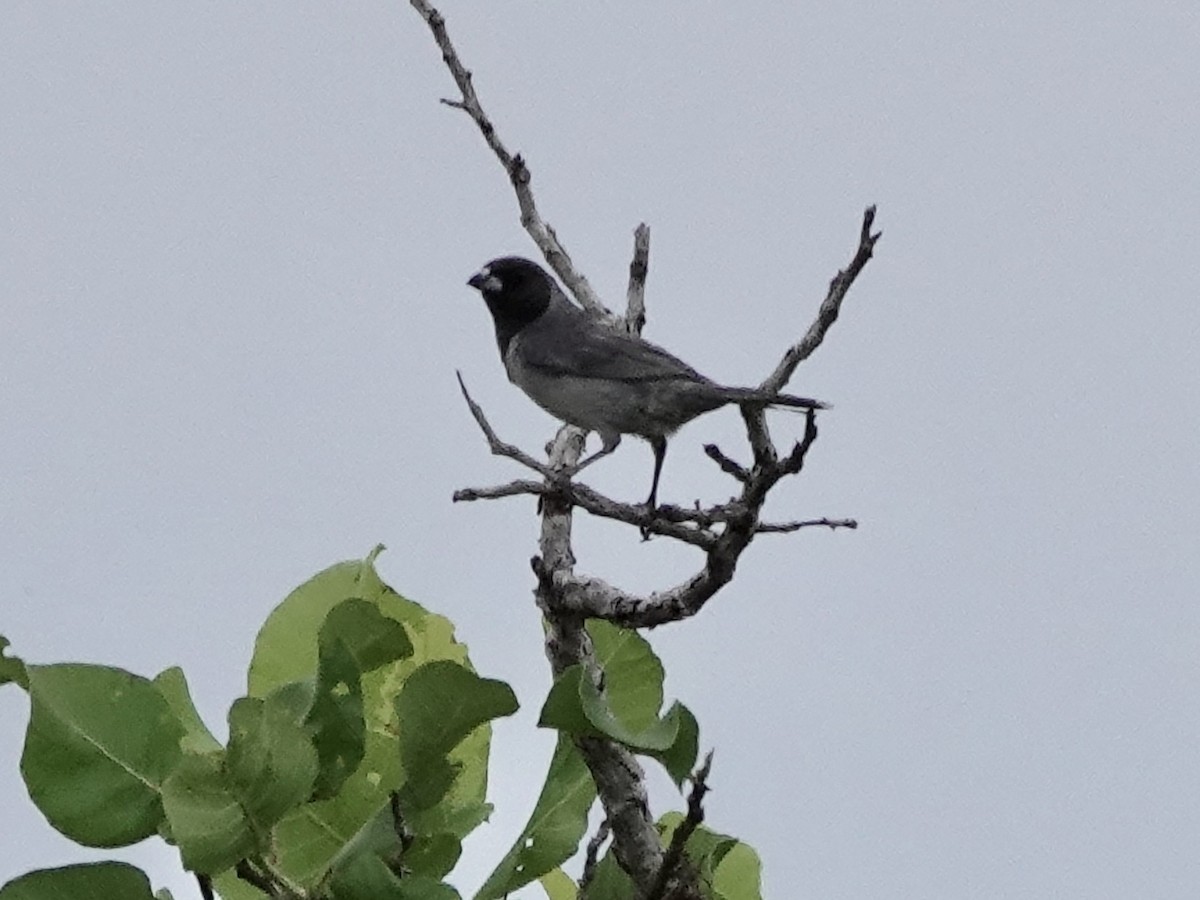 Чернолицая танагра - ML644121131