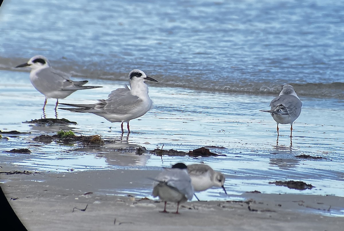 Forster's Tern - ML644121134