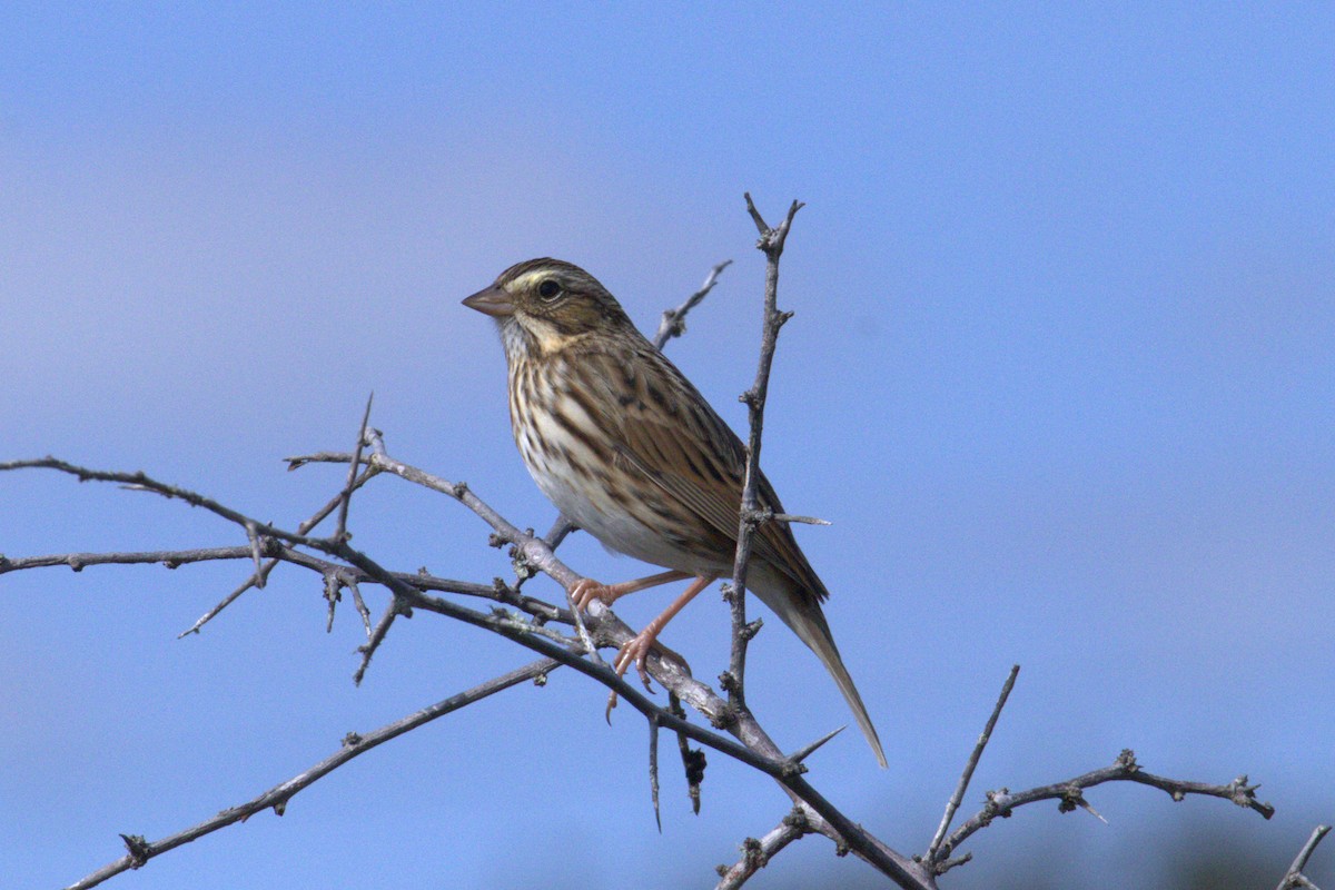 Savannah Sparrow - ML644121139