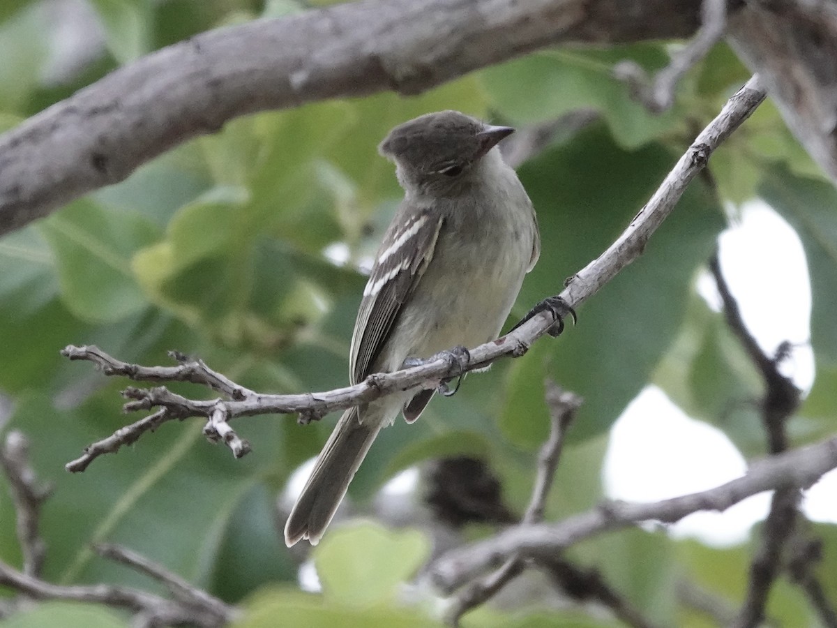 Plain-crested Elaenia - ML644121140