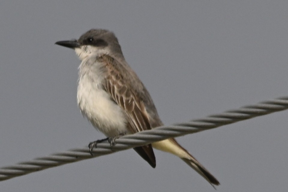Gray Kingbird - ML644121145