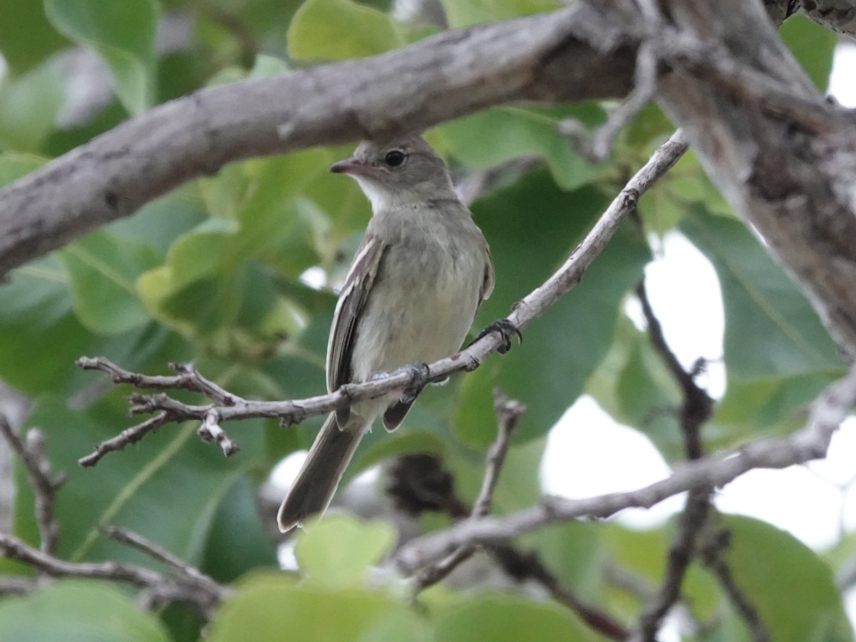 Plain-crested Elaenia - ML644121147
