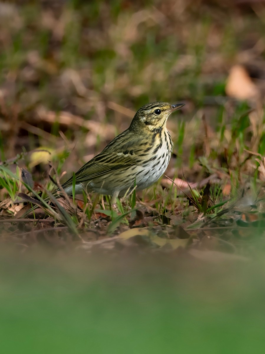 Olive-backed Pipit - ML644121150