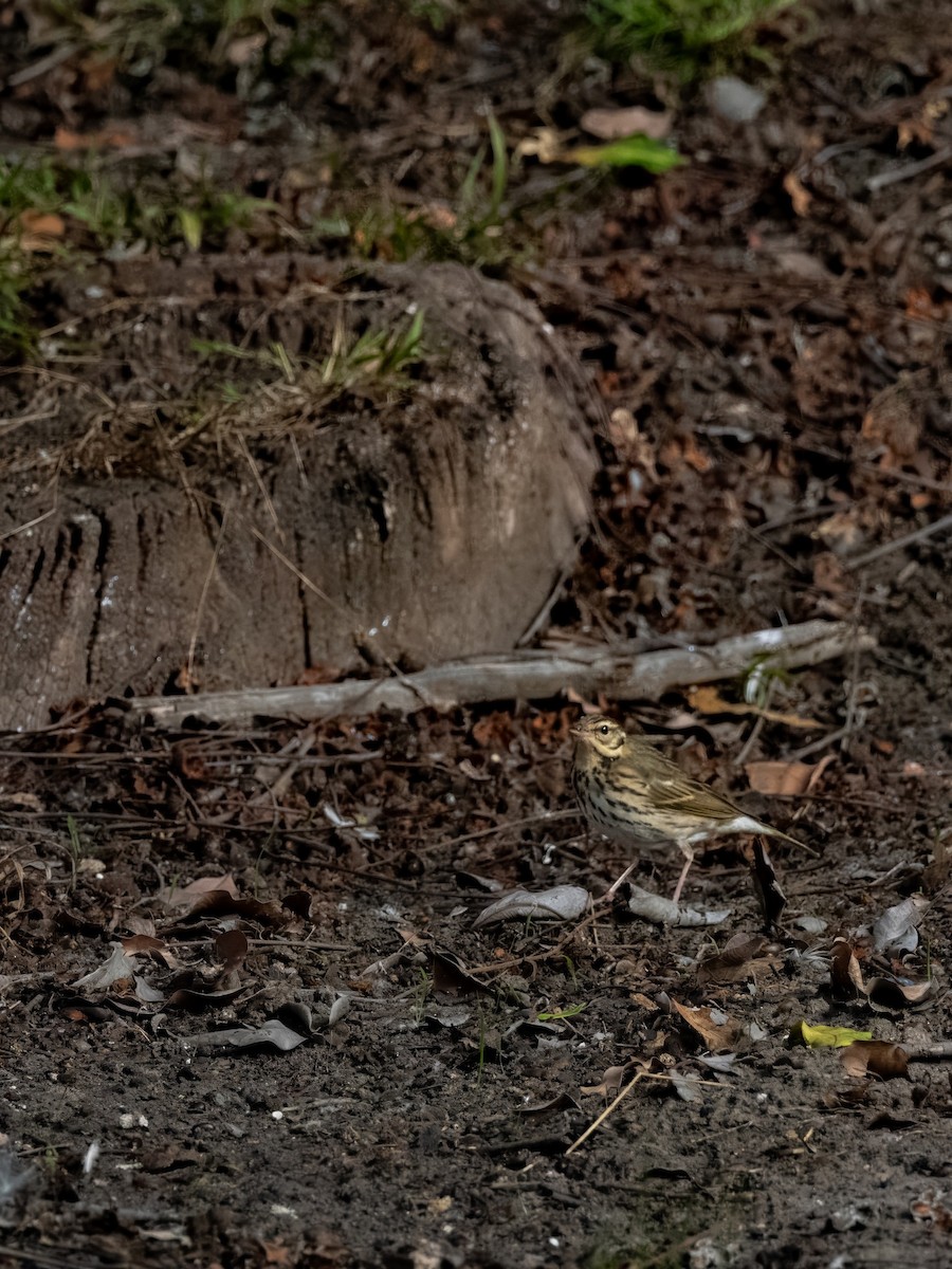 Olive-backed Pipit - ML644121151