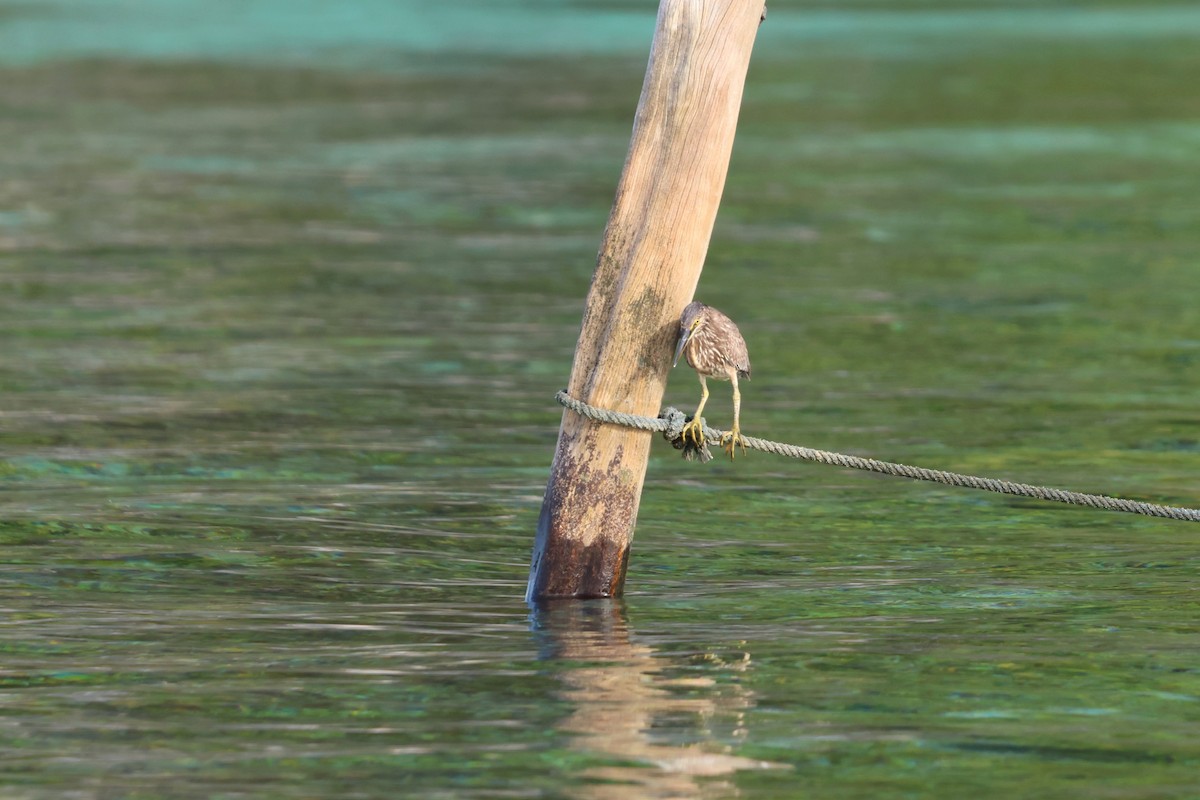 Pacific Reef-Heron - ML644121156