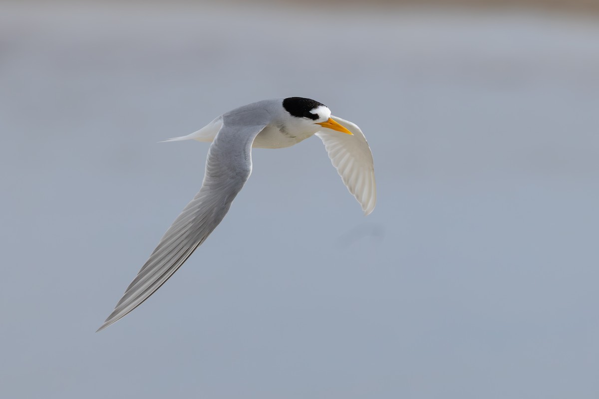 Australian Fairy Tern - ML644121157